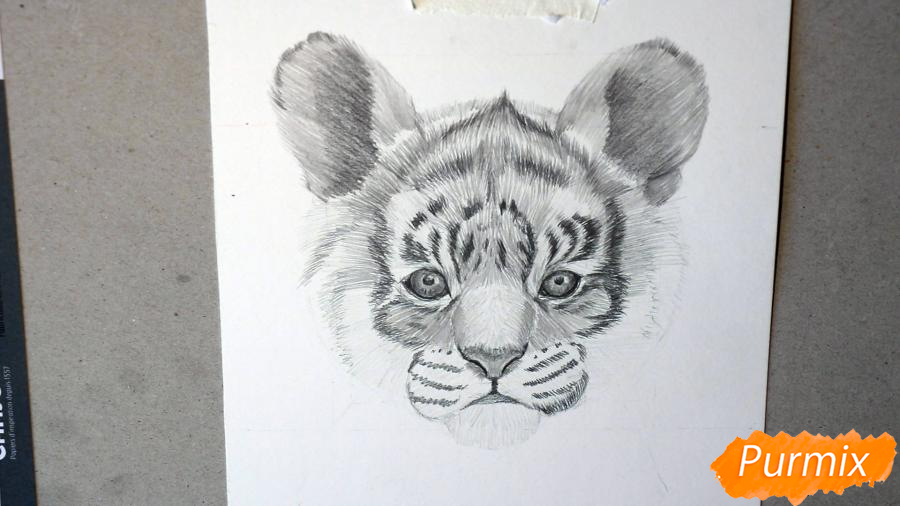 Рисуем голову тигренка - шаг 10