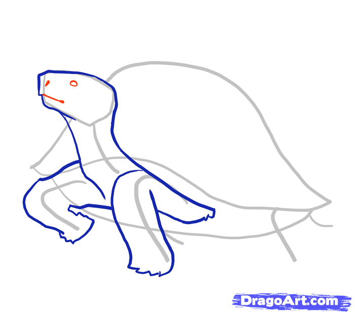 Рисуем стоящую черепаху - шаг 4