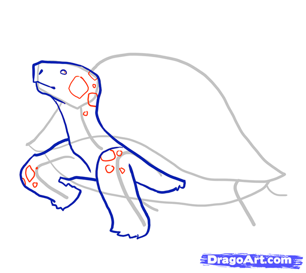 Рисуем стоящую черепаху - шаг 5
