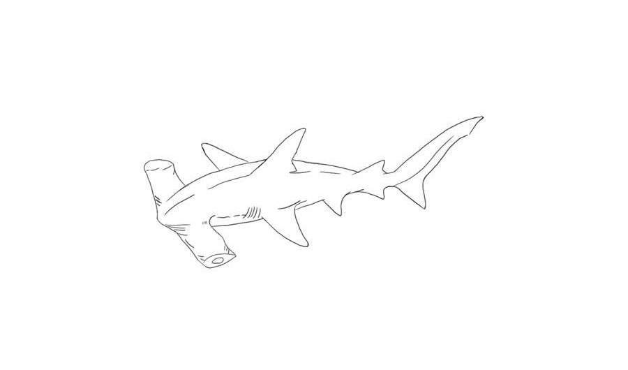 Учимся рисовать акулу-молот - шаг 6