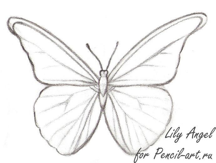 Рисуем бабочку Morpho Anaxibia