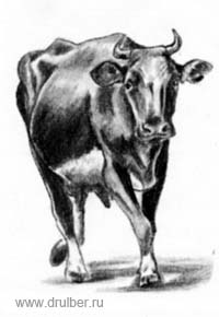 Рисуем корову в движении - шаг 4