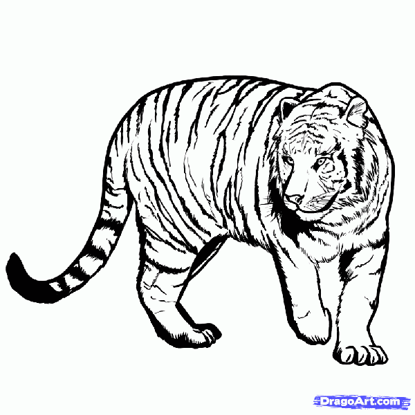 Рисуем бенгальского Тигра в полный рост - шаг 8