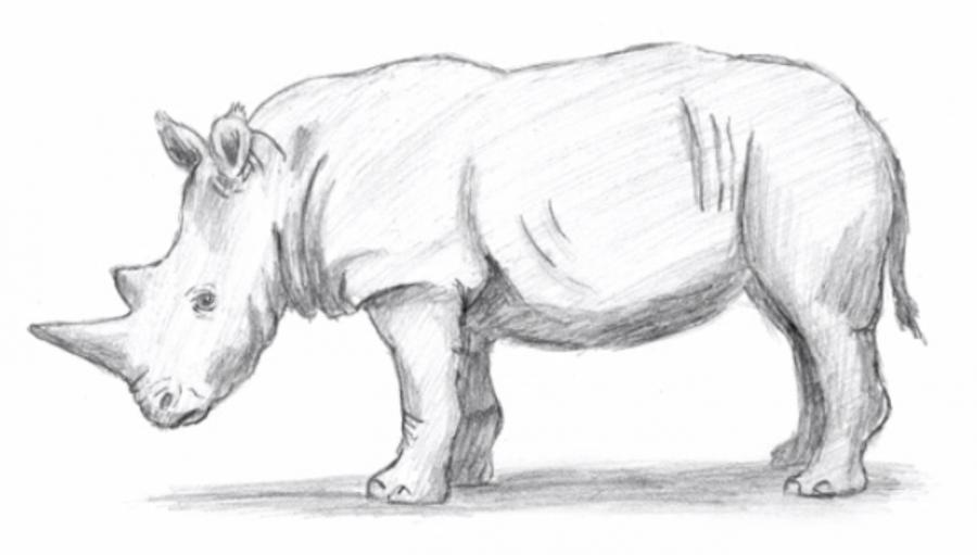 Рисуем носорога простым - шаг 8