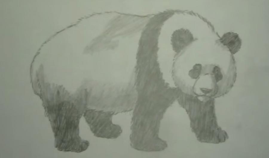 Рисуем панду карандашами и красками - шаг 6