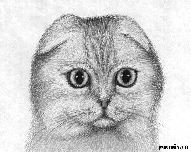 Рисуем шотландскую вислоухую кошку простым - шаг 5