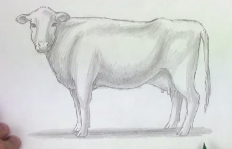Учимся рисовать корову простым  шаг за шагом - шаг 6