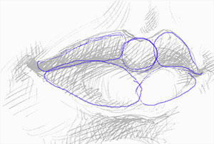 Учимся правильно рисовать губы человека - шаг 3