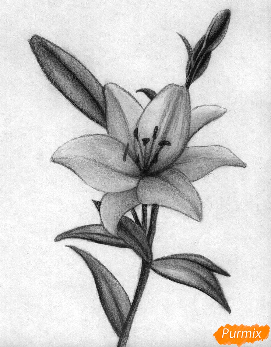 Рисование лилии акварелью