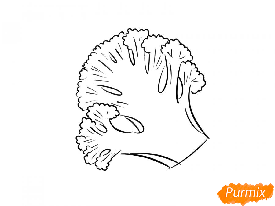 Рисуем брокколи в разрезе - шаг 6