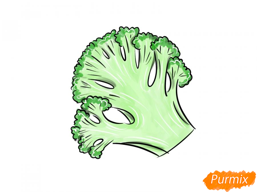 Рисуем брокколи в разрезе - шаг 9