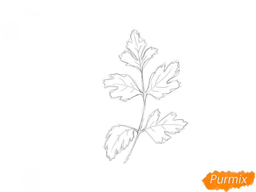 Рисуем петрушку зелень - шаг 4