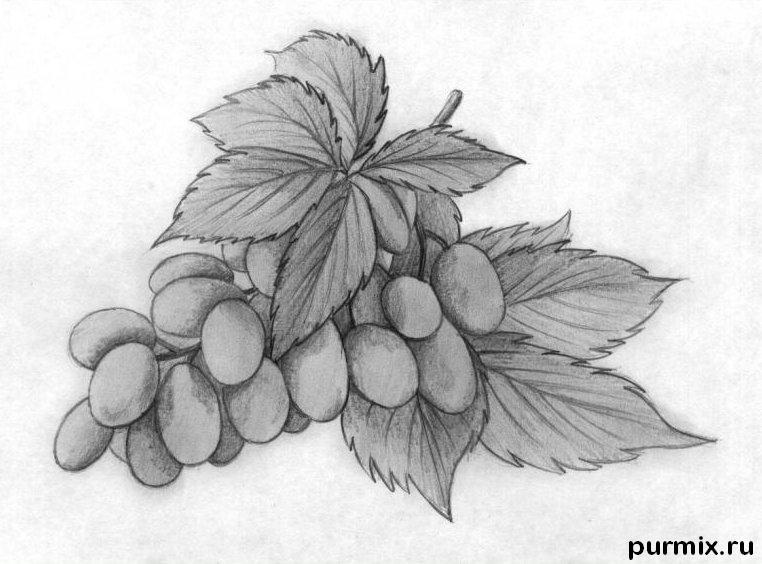 Рисуем гроздь винограда - шаг 6