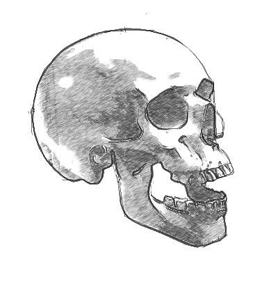 Рисуем череп человека - шаг 6
