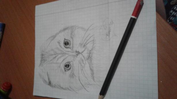 Фото Noire к уроку